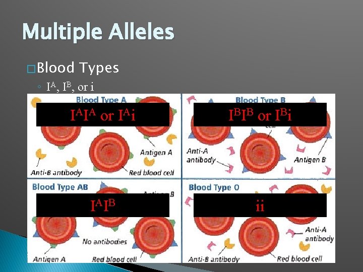 Multiple Alleles � Blood Types ◦ IA, IB, or i IAIA or IAi IBIB