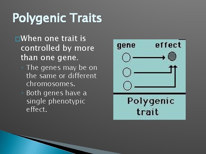 Polygenic Traits � When one trait is controlled by more than one gene. ◦