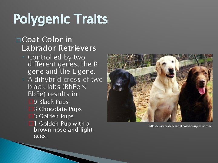 Polygenic Traits � Coat Color in Labrador Retrievers ◦ Controlled by two different genes,