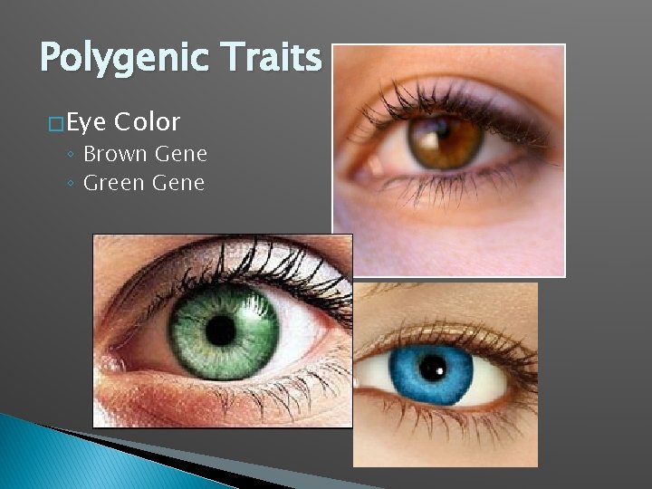 Polygenic Traits � Eye Color ◦ Brown Gene ◦ Green Gene 