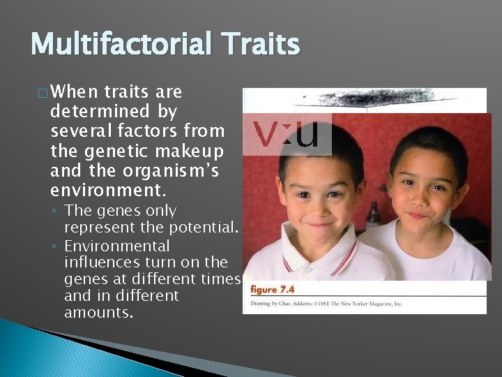 Multifactorial Traits � When traits are determined by several factors from the genetic makeup