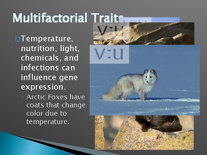 Multifactorial Traits � Temperature, nutrition, light, chemicals, and infections can influence gene expression. ◦