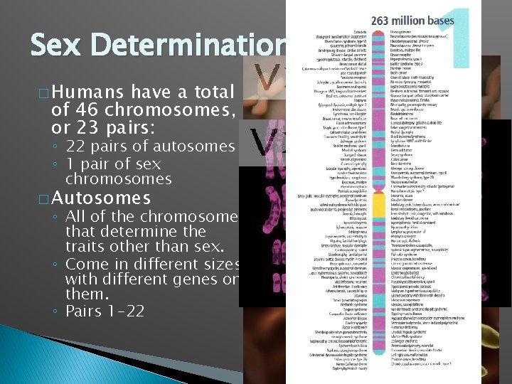 Sex Determination � Humans have a total of 46 chromosomes, or 23 pairs: ◦