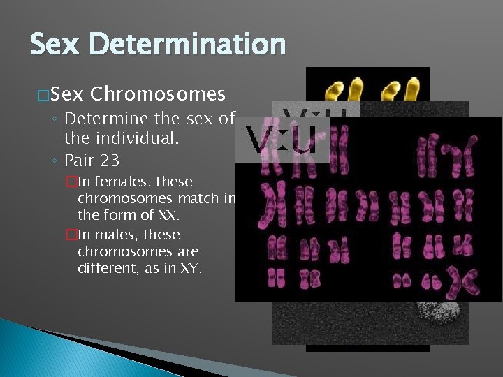 Sex Determination � Sex Chromosomes ◦ Determine the sex of the individual. ◦ Pair