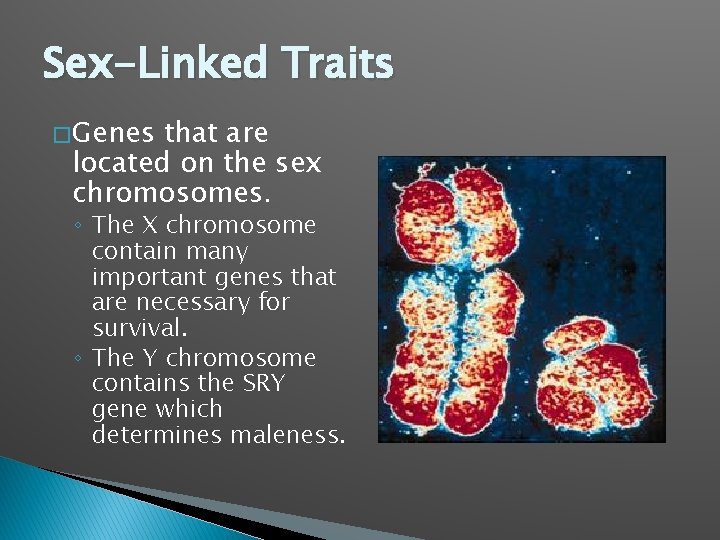 Sex-Linked Traits � Genes that are located on the sex chromosomes. ◦ The X