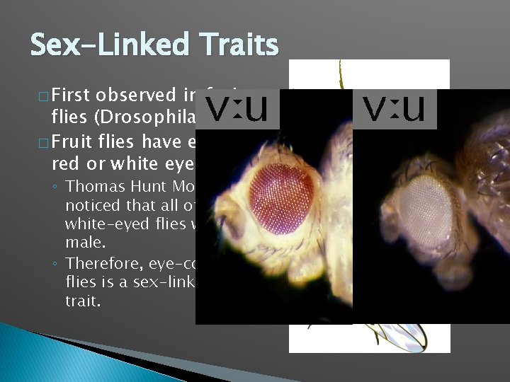 Sex-Linked Traits � First observed in fruit flies (Drosophila). � Fruit flies have either