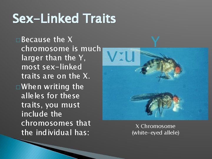 Sex-Linked Traits � Because the X chromosome is much larger than the Y, most