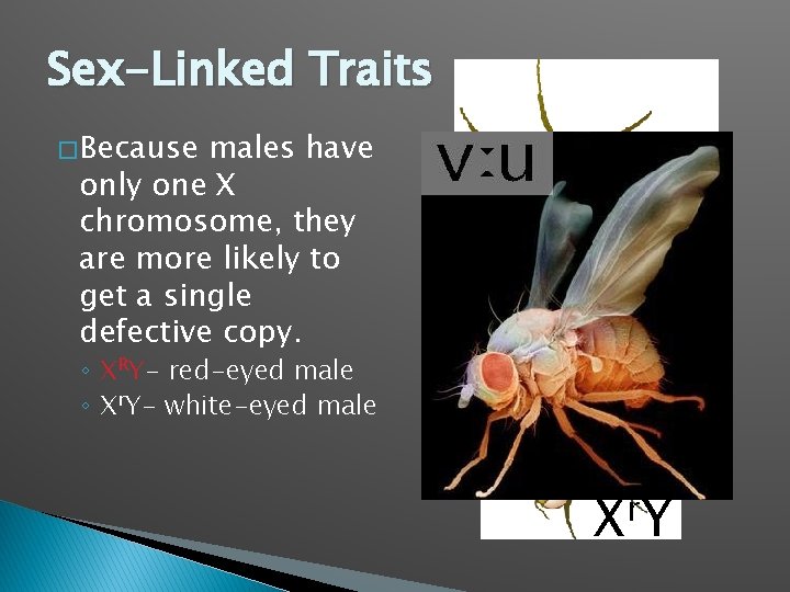Sex-Linked Traits � Because males have only one X chromosome, they are more likely