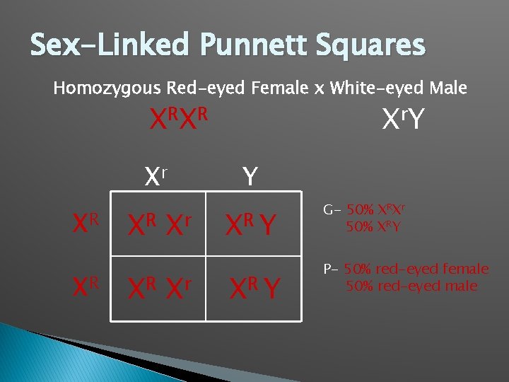 Sex-Linked Punnett Squares Homozygous Red-eyed Female x White-eyed Male X RX R Xr XR