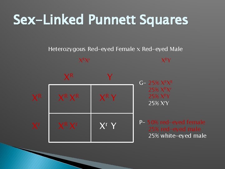 Sex-Linked Punnett Squares Heterozygous Red-eyed Female x Red-eyed Male XRXr XRY XR XR Y