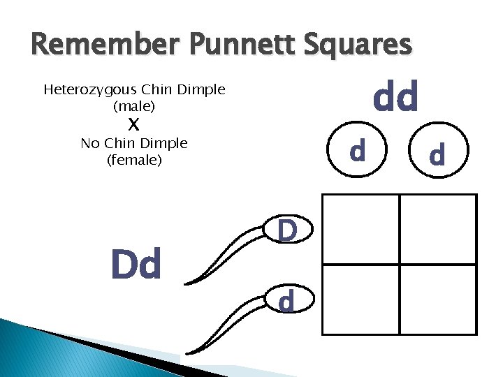 Remember Punnett Squares dd Heterozygous Chin Dimple (male) X d No Chin Dimple (female)