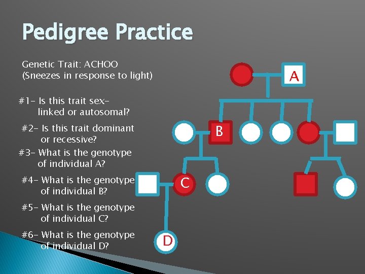 Pedigree Practice Genetic Trait: ACHOO (Sneezes in response to light) A #1 - Is