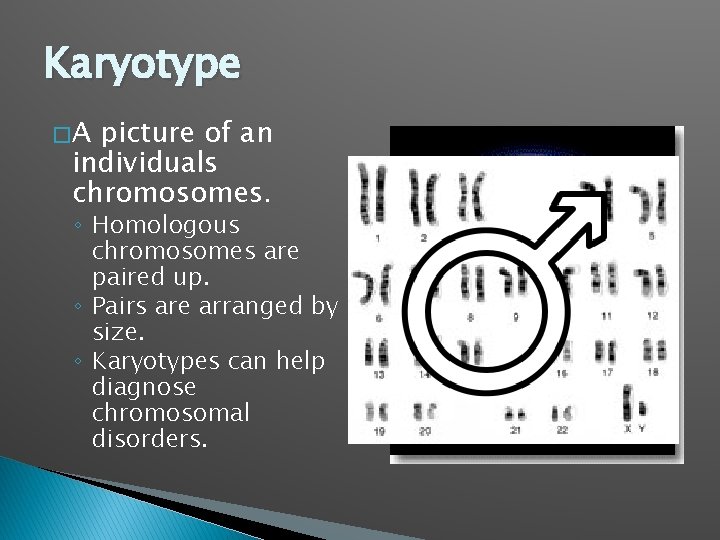 Karyotype �A picture of an individuals chromosomes. ◦ Homologous chromosomes are paired up. ◦