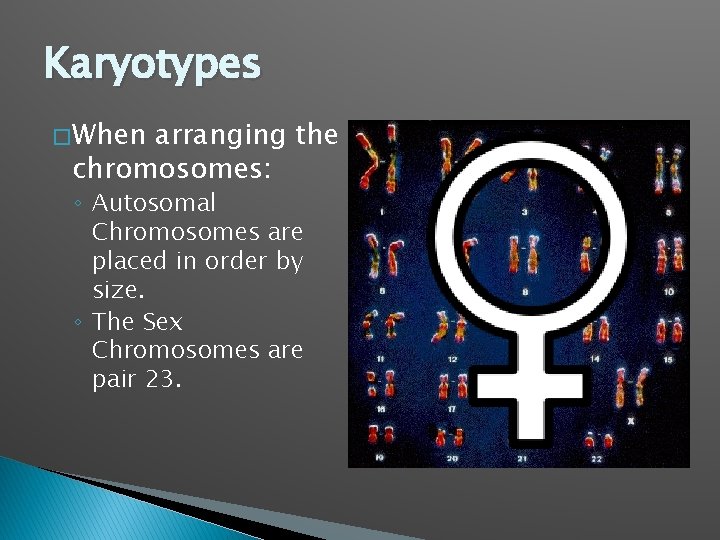 Karyotypes � When arranging the chromosomes: ◦ Autosomal Chromosomes are placed in order by