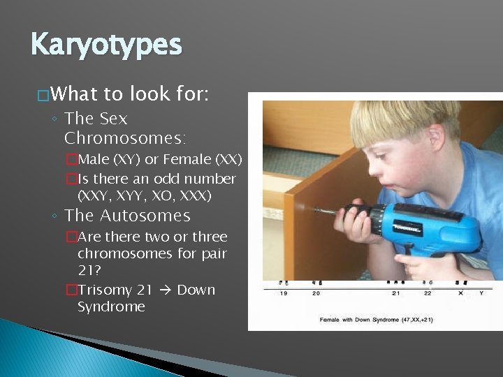 Karyotypes � What to look for: ◦ The Sex Chromosomes: �Male (XY) or Female