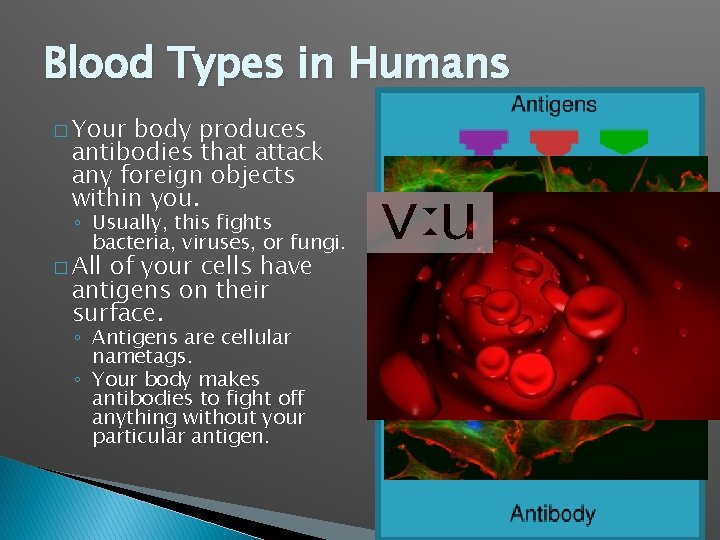 Blood Types in Humans � Your body produces antibodies that attack any foreign objects