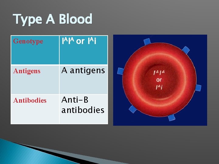 Type A Blood Genotype IAIA or IAi Antigens A antigens Antibodies Anti-B antibodies 