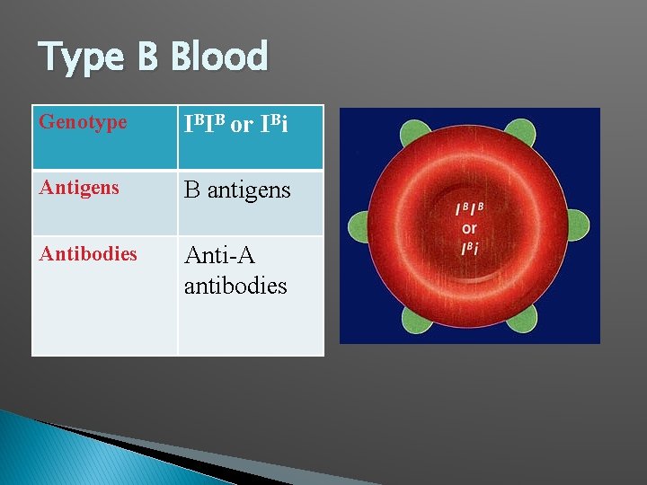 Type B Blood Genotype IBIB or IBi Antigens B antigens Antibodies Anti-A antibodies 