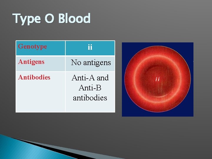 Type O Blood Genotype ii Antigens No antigens Antibodies Anti-A and Anti-B antibodies 