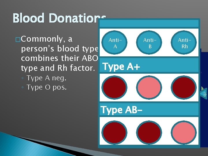 Blood Donations Anti. Rh rh a Anti. A B rh person’s blood type combines