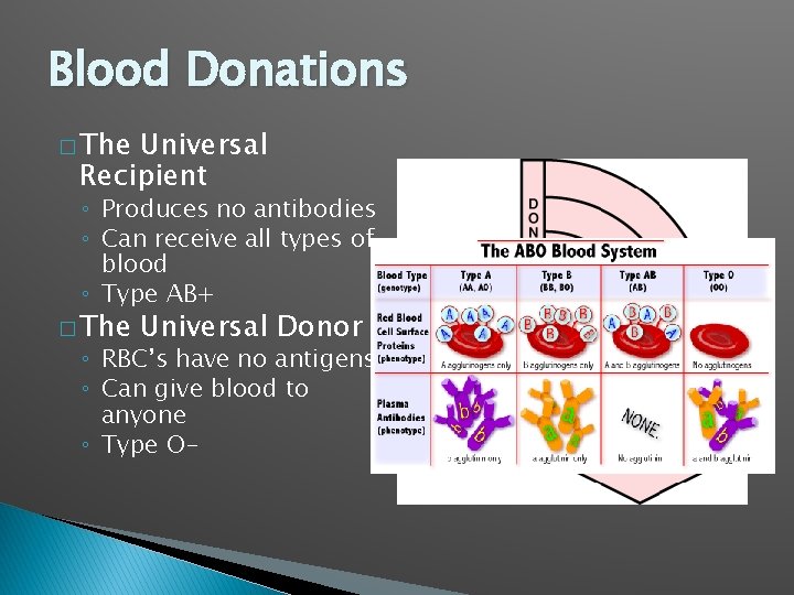 Blood Donations � The Universal Recipient ◦ Produces no antibodies ◦ Can receive all