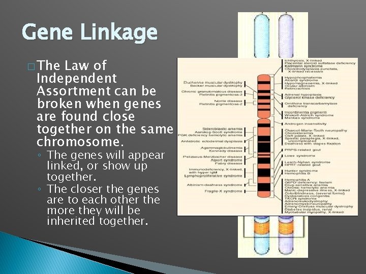 Gene Linkage � The Law of Independent Assortment can be broken when genes are