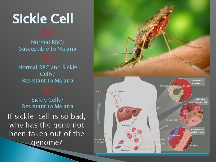 Sickle Cell AA Normal RBC/ Susceptible to Malaria AS Normal RBC and Sickle Cells/