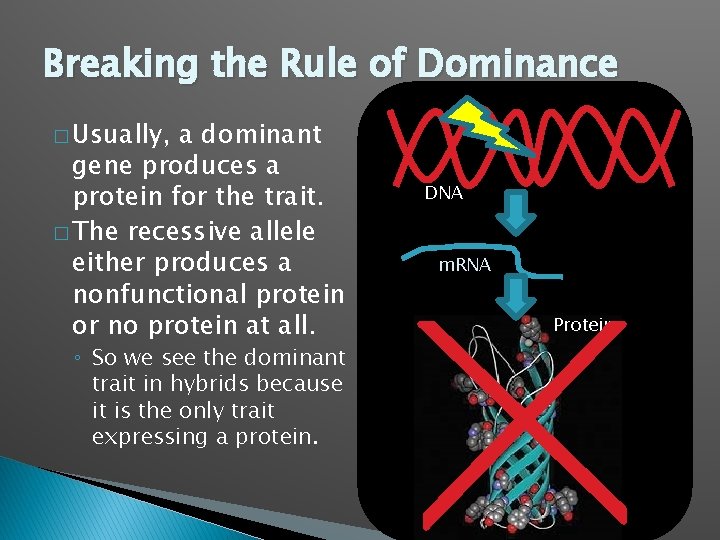 Breaking the Rule of Dominance � Usually, a dominant gene produces a protein for