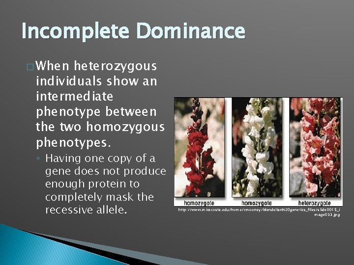 Incomplete Dominance � When heterozygous individuals show an intermediate phenotype between the two homozygous