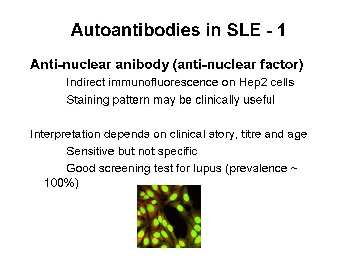 Autoantibodies in SLE - 1 Anti-nuclear anibody (anti-nuclear factor) Indirect immunofluorescence on Hep 2