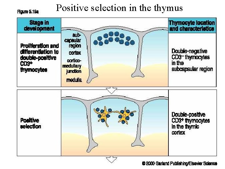 Positive selection in the thymus 
