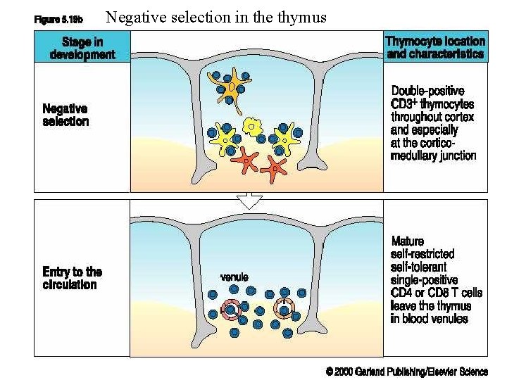 Negative selection in the thymus 