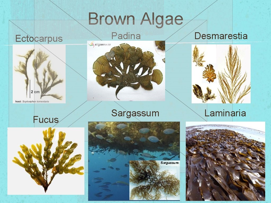Brown Algae Ectocarpus Fucus Padina Sargassum Desmarestia Laminaria 