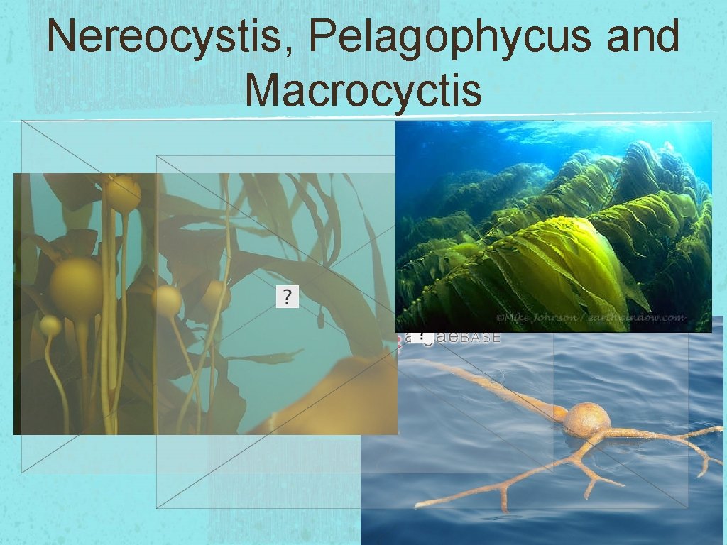 Nereocystis, Pelagophycus and Macrocyctis 