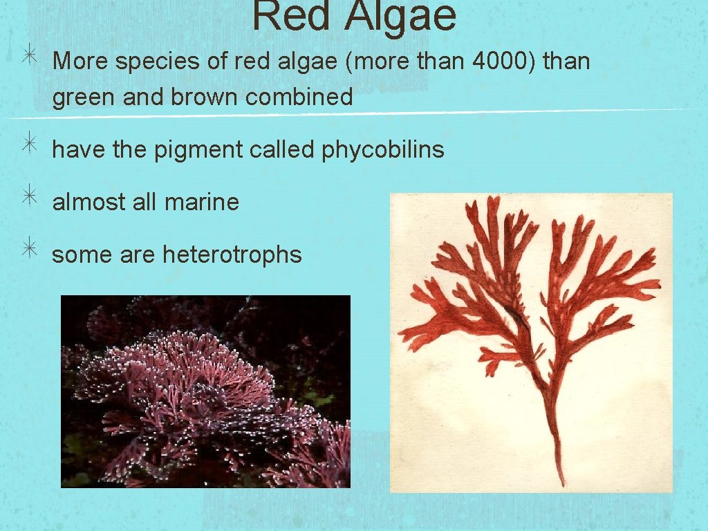 Red Algae More species of red algae (more than 4000) than green and brown