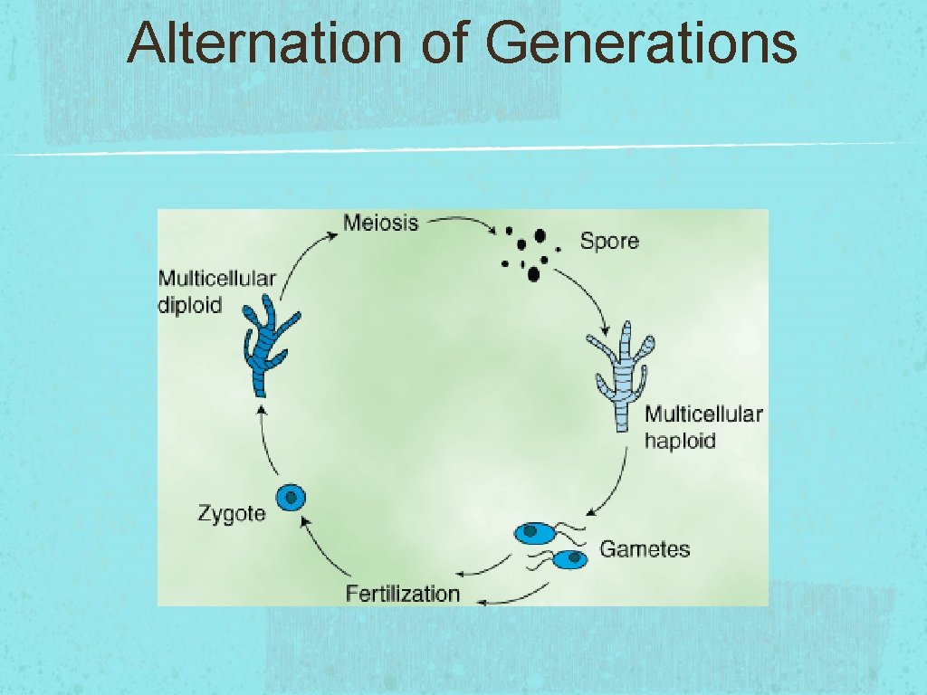 Alternation of Generations 
