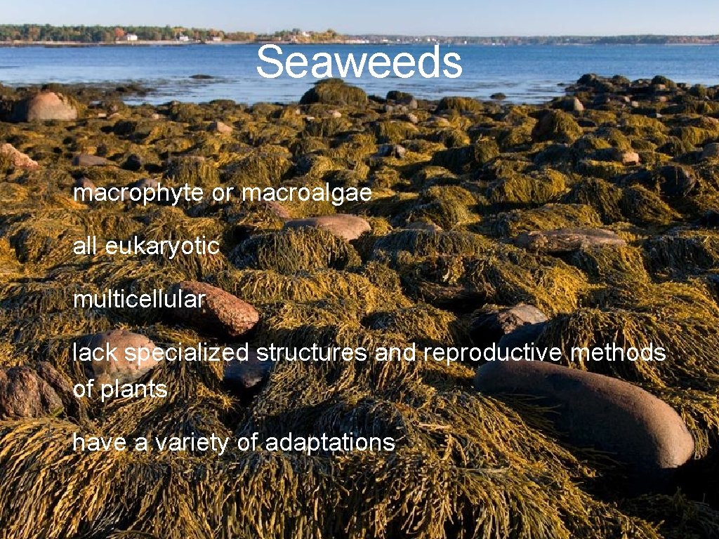 Seaweeds macrophyte or macroalgae all eukaryotic multicellular lack specialized structures and reproductive methods of