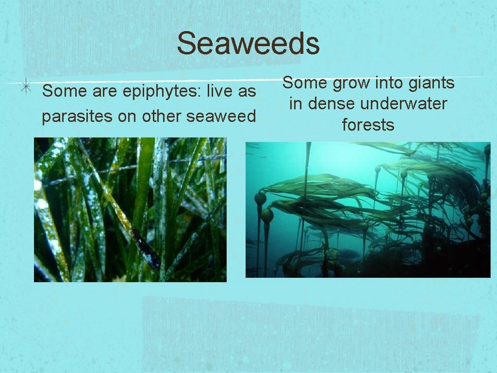 Seaweeds Some are epiphytes: live as parasites on other seaweed Some grow into giants
