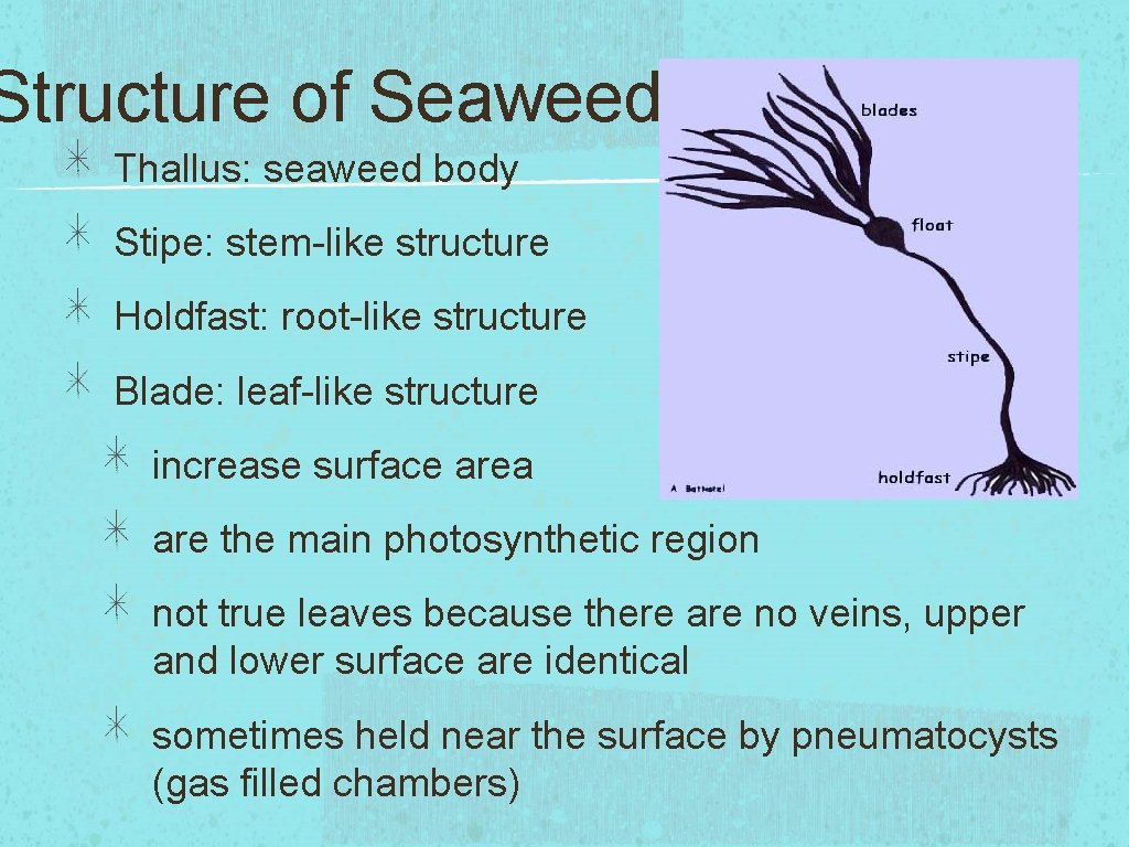 Structure of Seaweeds Thallus: seaweed body Stipe: stem-like structure Holdfast: root-like structure Blade: leaf-like