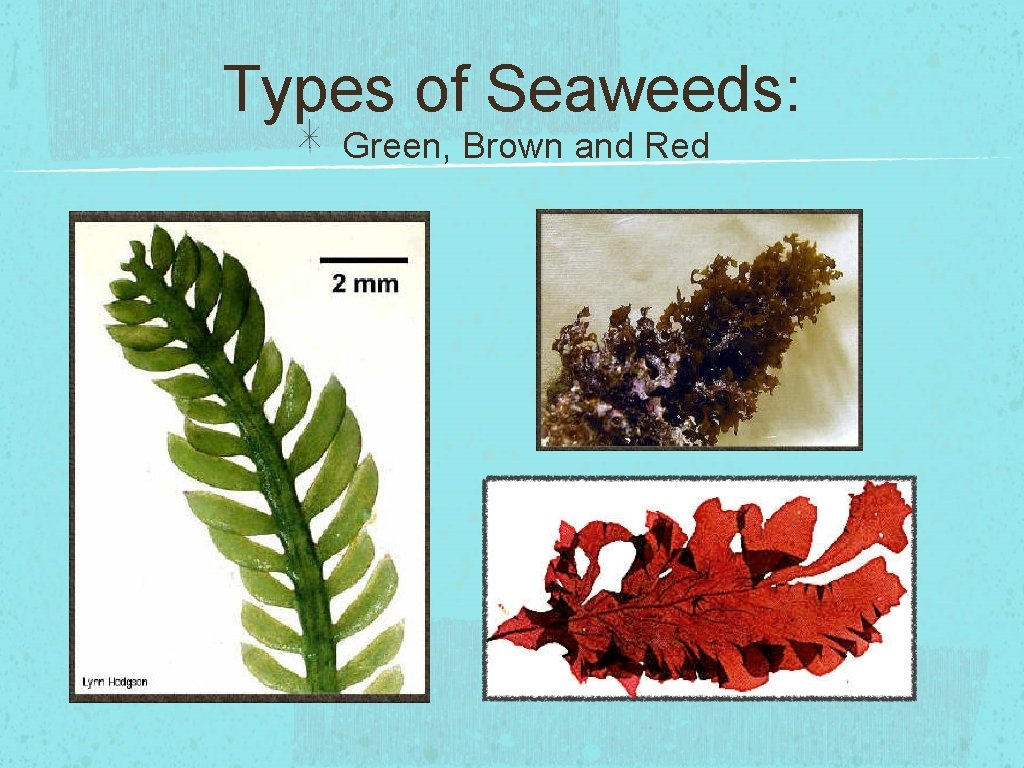 Types of Seaweeds: Green, Brown and Red 