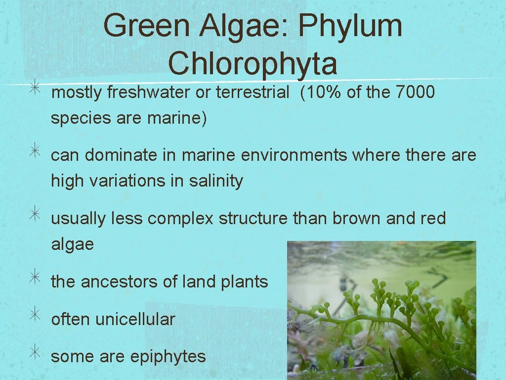 Green Algae: Phylum Chlorophyta mostly freshwater or terrestrial (10% of the 7000 species are