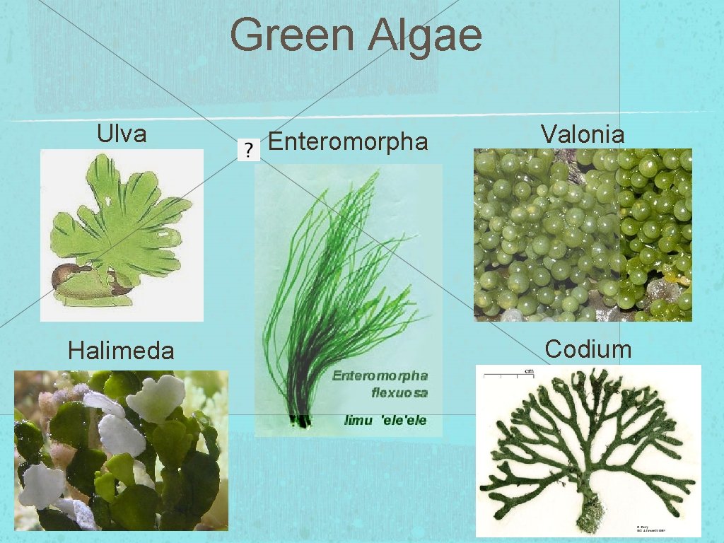 Green Algae Ulva Halimeda Enteromorpha Valonia Codium 