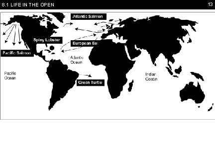 8. 1 LIFE IN THE OPEN 13 