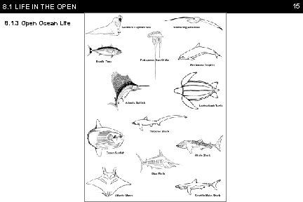 8. 1 LIFE IN THE OPEN 8. 1. 3 Open Ocean Life 15 