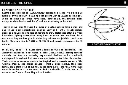 8. 1 LIFE IN THE OPEN LEATHERBACK TURTLE Leatherback sea turtles (Dermochelys coriacea) are