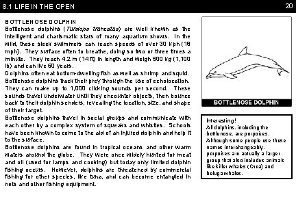 8. 1 LIFE IN THE OPEN BOTTLENOSE DOLPHIN Bottlenose dolphins (Tursiops truncatus) are well