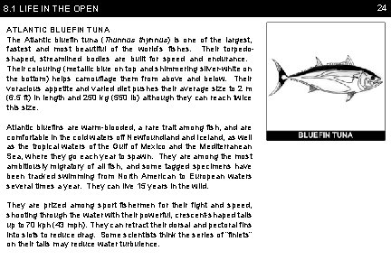 8. 1 LIFE IN THE OPEN ATLANTIC BLUEFIN TUNA The Atlantic bluefin tuna (Thunnus