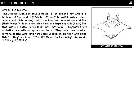 8. 1 LIFE IN THE OPEN ATLANTIC MANTA The Atlantic Manta (Manta birostris) is