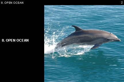 8. OPEN OCEAN 2 
