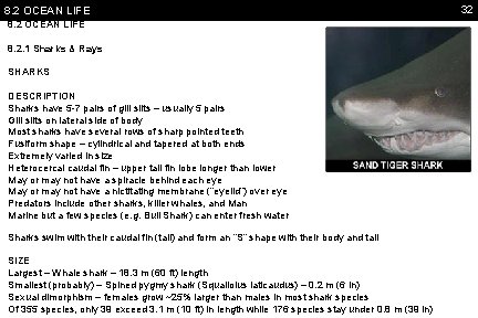 8. 2 OCEAN LIFE 8. 2. 1 Sharks & Rays SHARKS DESCRIPTION Sharks have